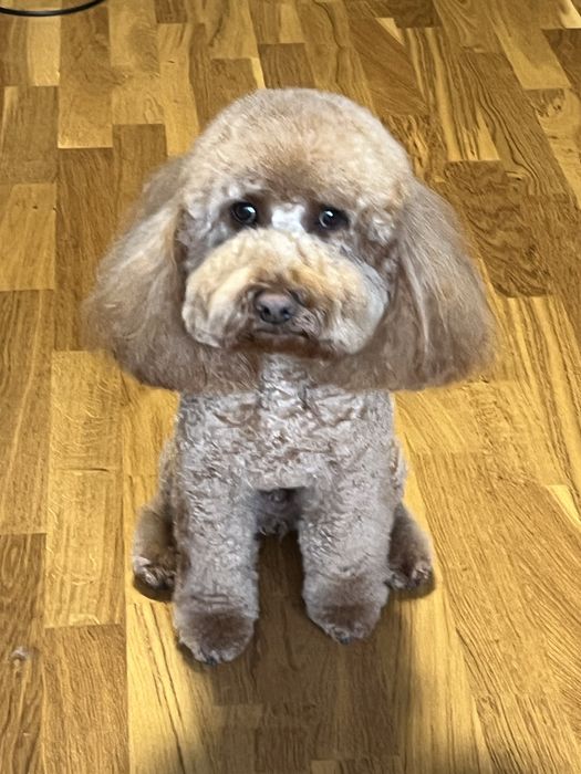 Груминг с любовью