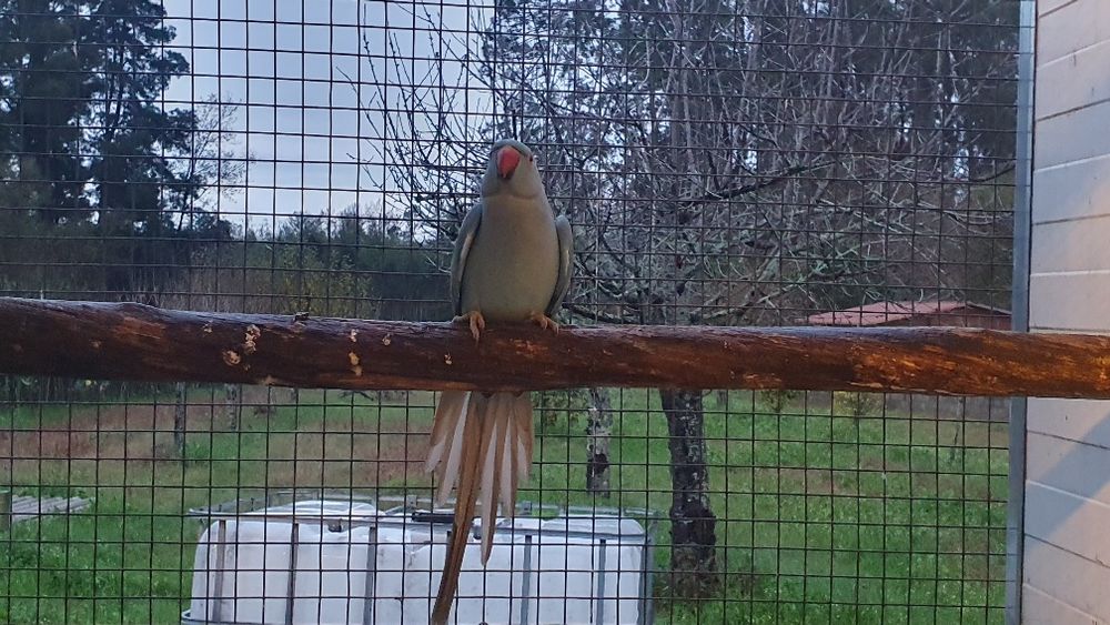 Ring neck fêmea adulta