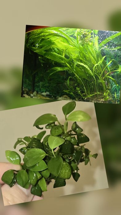 Roslinki akwariowe zamienię na rybki