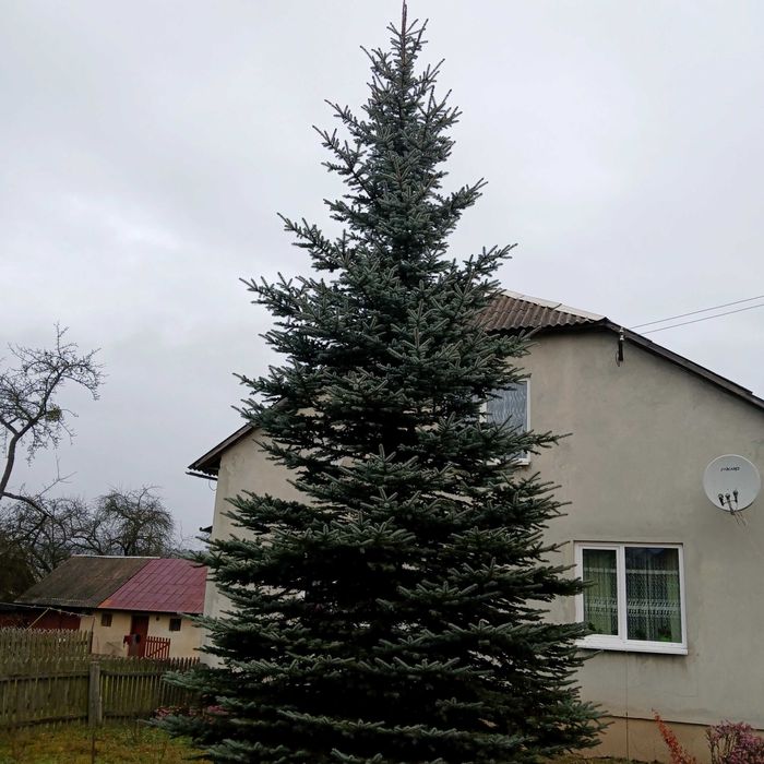 Ялинка ,жива сіребляста