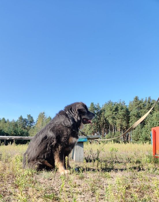 Тибетський мастиф. Сука.