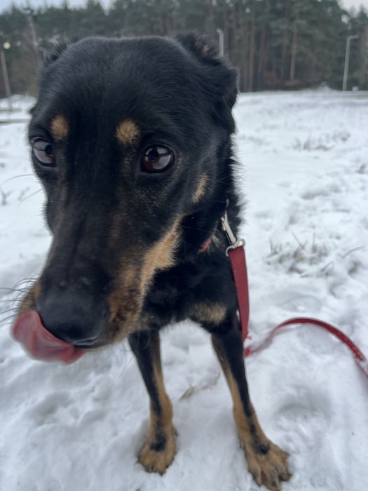 Tosia piesek do adopcji!