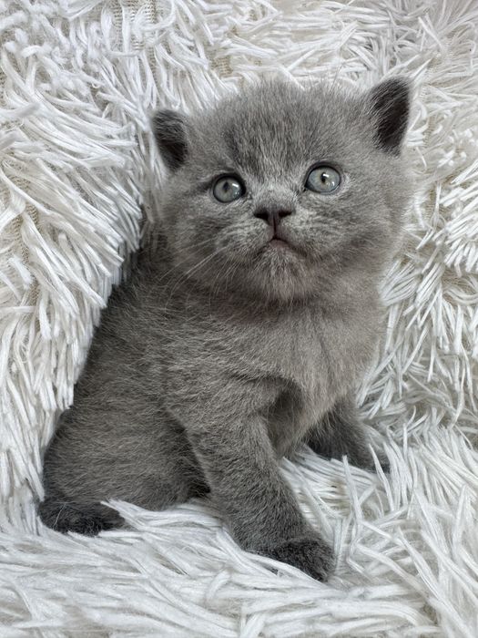 Urocze Kocięta Brytyjskie