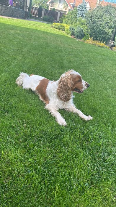 Кокер спаніель. Вʼязка