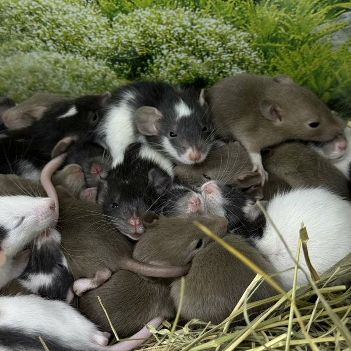 Пацючки, пацючки маленьки