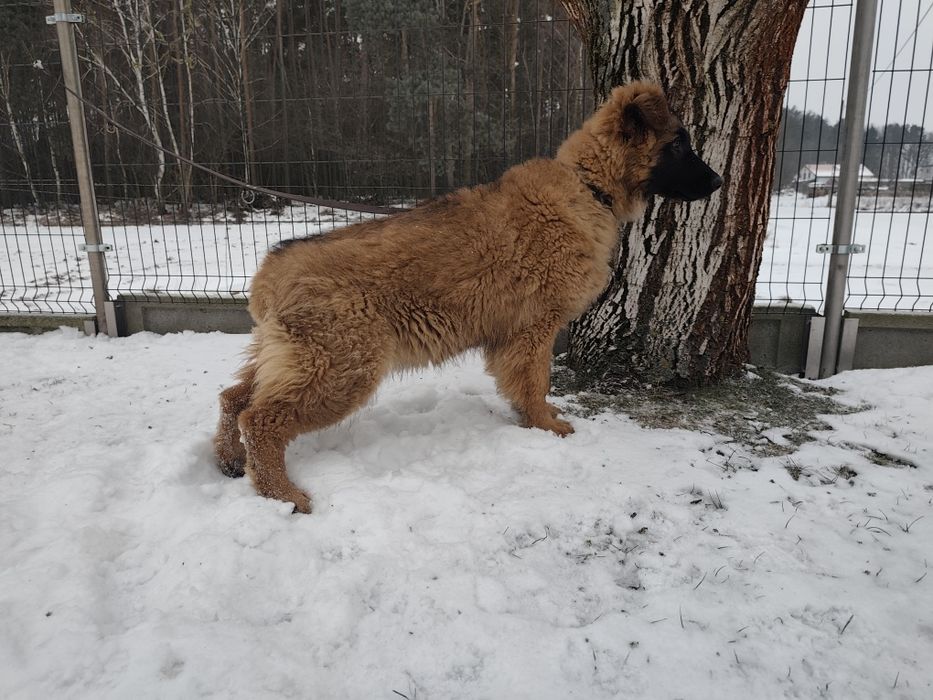 Owczarek niemiecki suczka