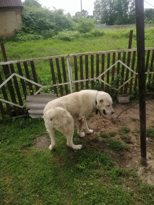 Відам у добрі руки,