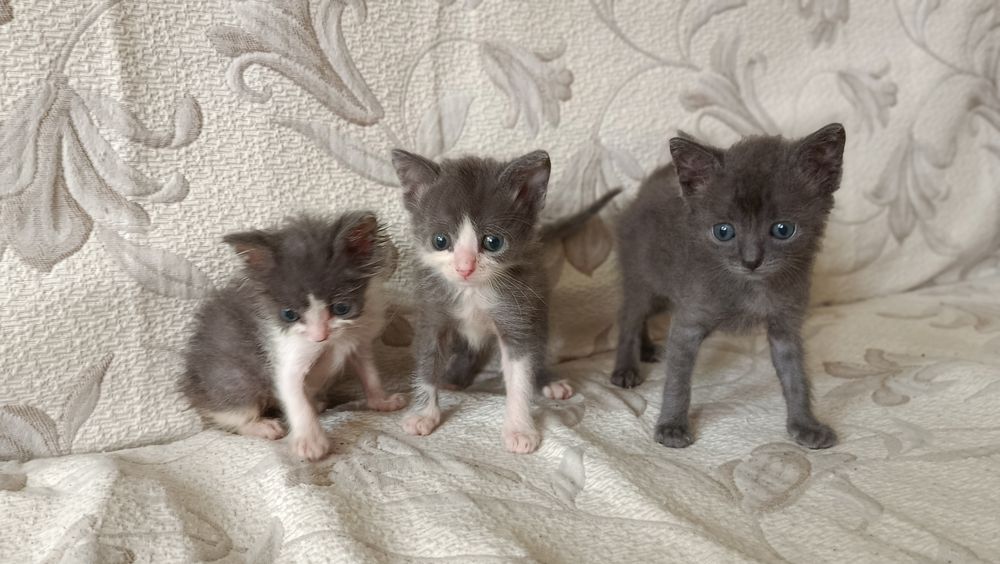 Котенята безкоштовно майже 2 місяці