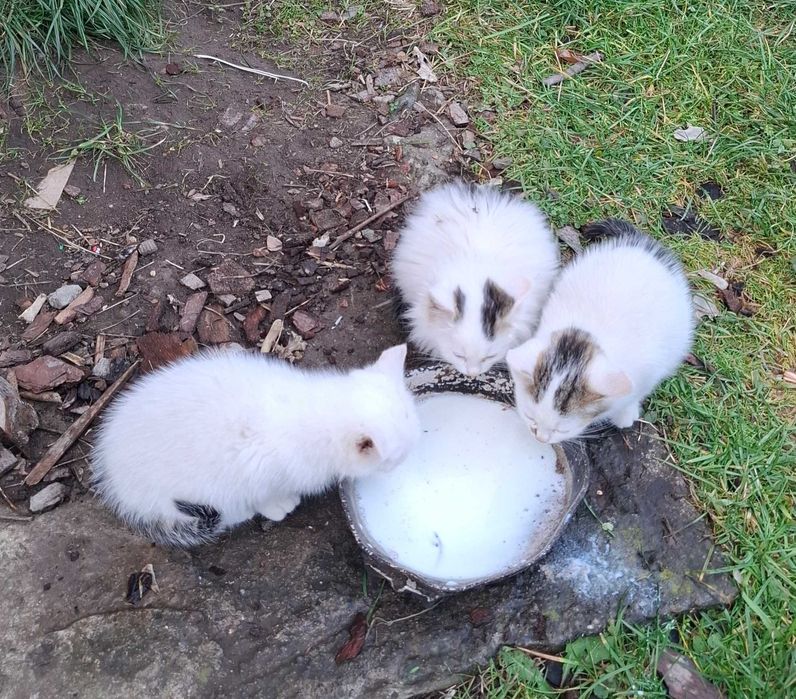 3 młode koty oddam za darmo