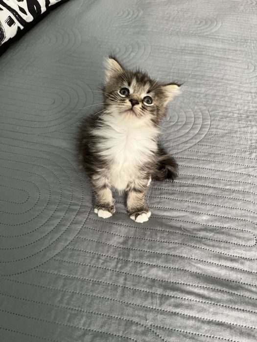 Maine Coon Kociak