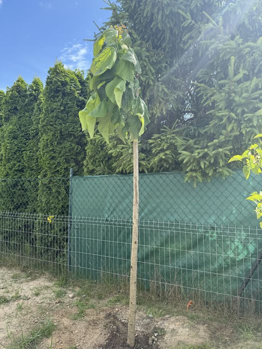 Katalpa 170-180cm plus korona Banino gruby pień
