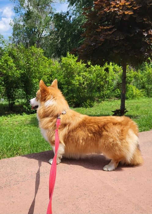 В'язка вельш коргі пемброк
