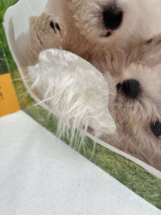 Livros Toca e Sente com texturas Caezinhoa e Gato Gaspar