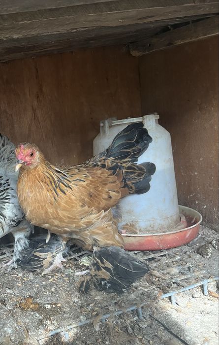 Sprzedam kurke karzełka łapciatego