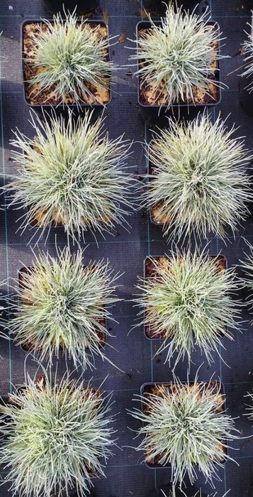 Plantas gramíneas, phormium, pennisetum e outras