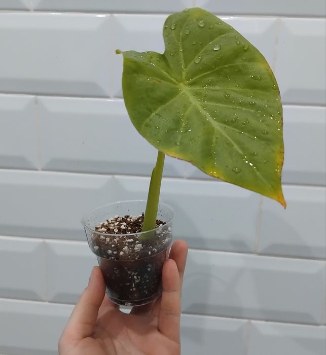 Алоказія з великим листом