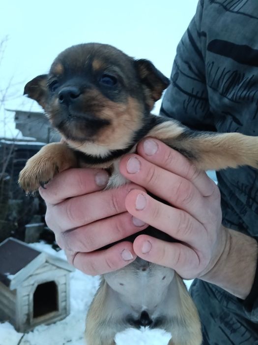 Віддамо собаченят в добрі руки