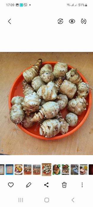 Топінамбур (Ріпа)