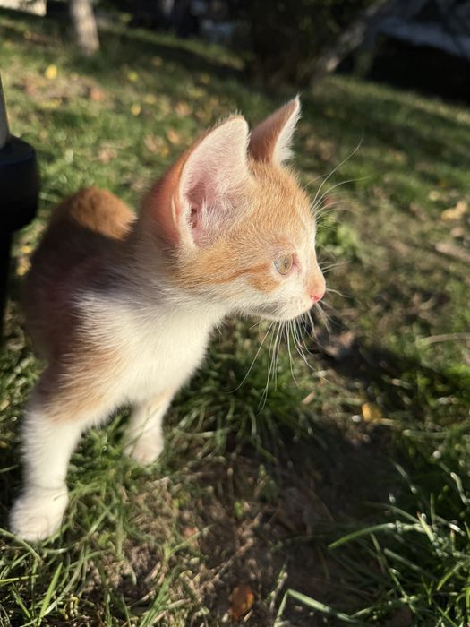Котик - хлопчик  в добрі ручки
