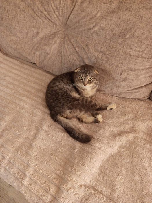 Котик кастрований в добрі руки