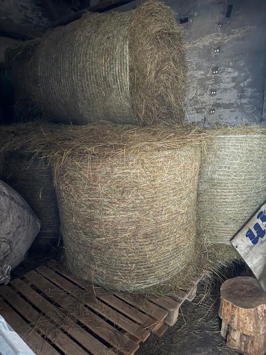 Siano w belach120/120