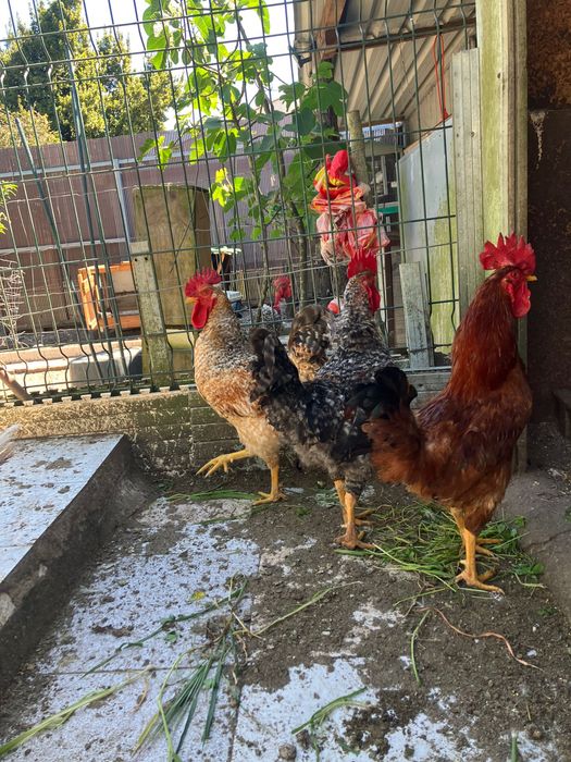 Vendo galos e frangos