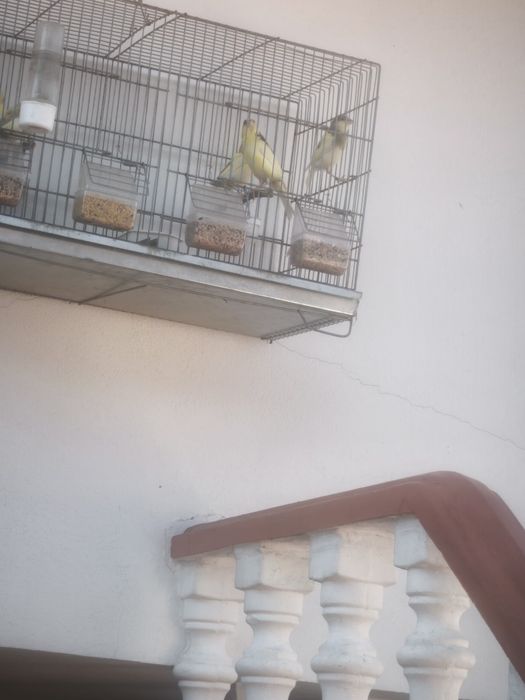 Canario timbrado espanhol