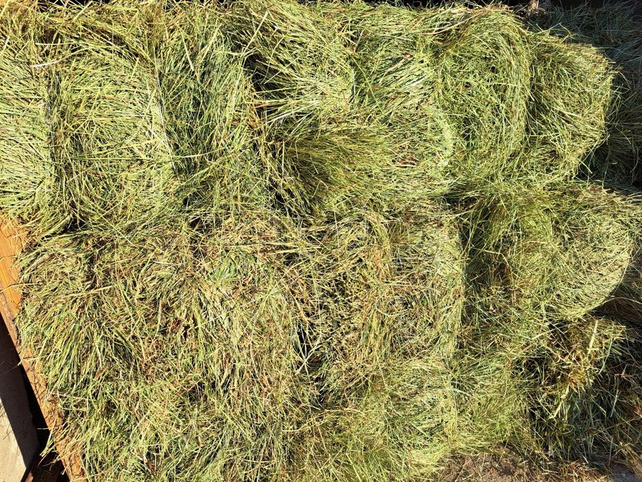 Sprzedam siano sezon 2025