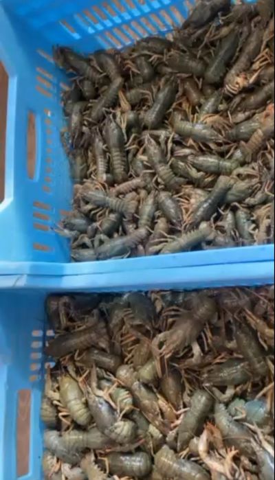 Продаємо раки живі та варені, свіжу, в'ялену/копчену річкову рибу,ікру