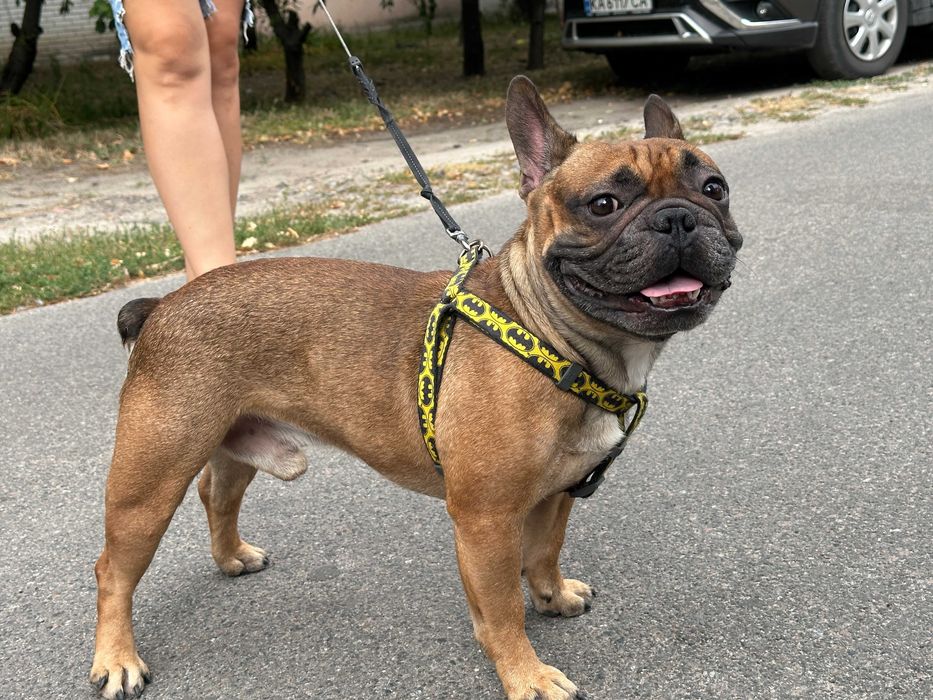 Француз шукає француженку, В'ЯЗКА