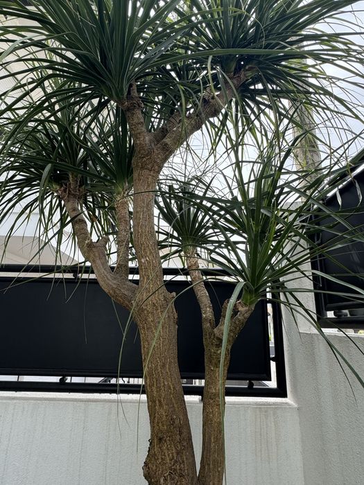 Planta pata de elefante