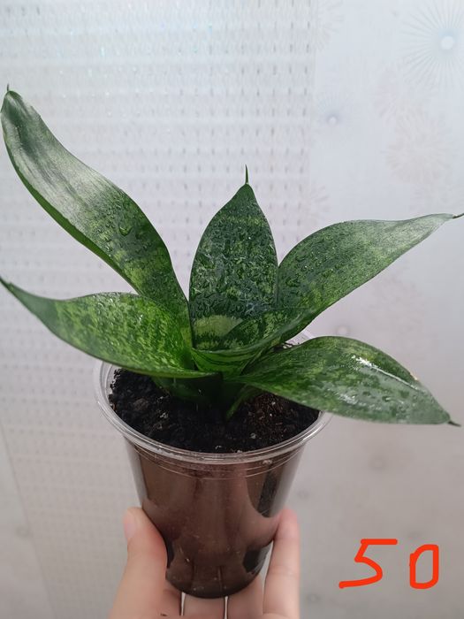 Сансевієрія Ханні