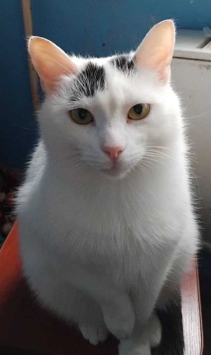 Киця кішка кошка кошечка у добрі руки