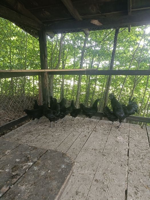 Para ayam Cemani
