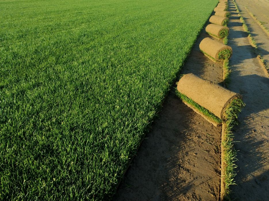 Trawa z rolki Barenbrug, Plantacja ok. Lublina, Trawa w rolce