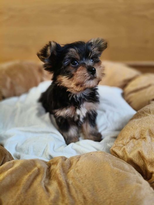 Śliczna sunia Yorkshire terrier