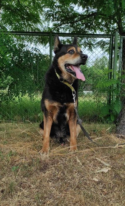 BONO przecudny psiak DO ADOPCJI