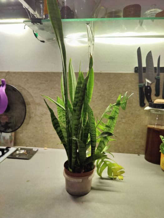 Домашний цветок Сансевьера