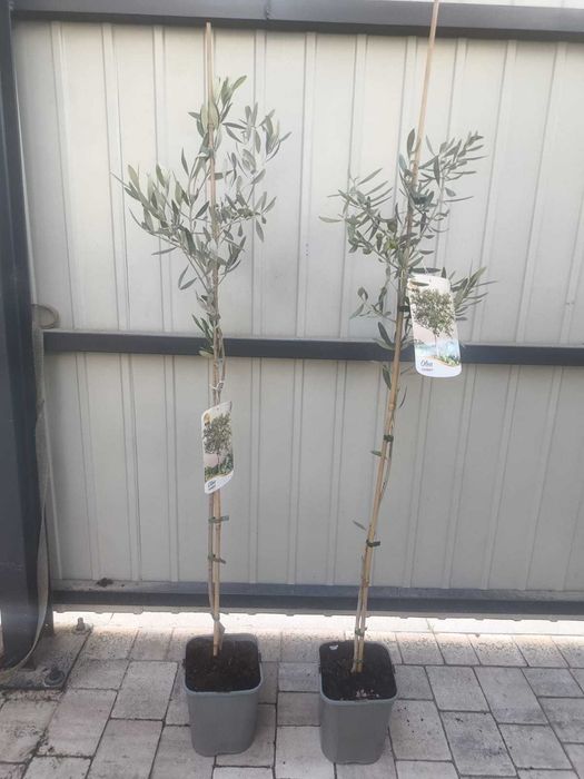 Oliwka Europejska – Olea Europaea
