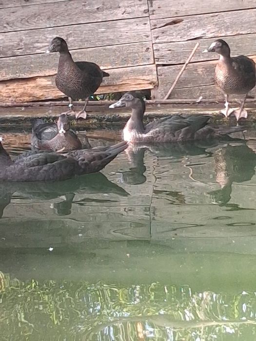 Pato cairina moschata