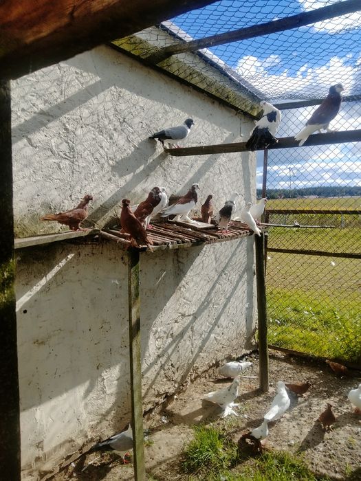 Gołębie ozdobne różne