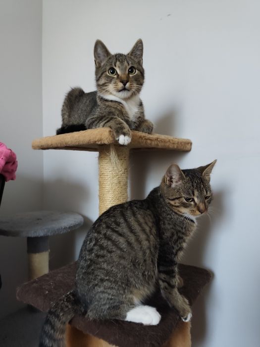 Maluchy czekają na domy