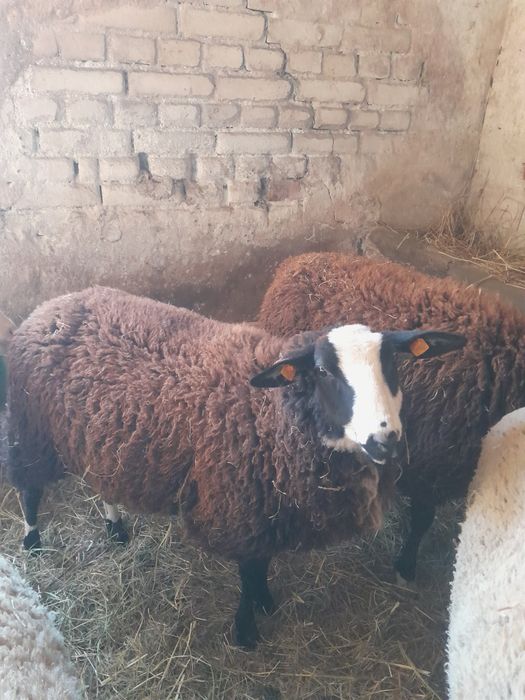 Owca fryzyjska lacun