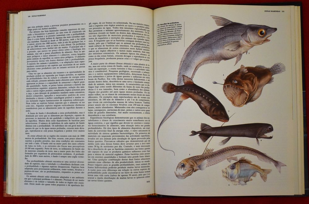 Animais de Todo o Mundo: Ecologia Animal