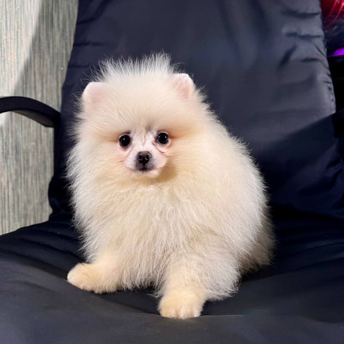 Чарівні цуценята померанського шпіца шукають своїх батьків