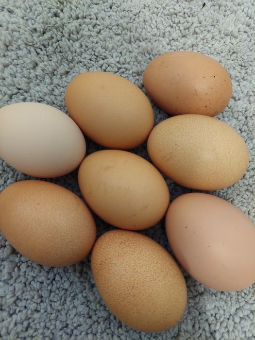 Яйця курячі домашні