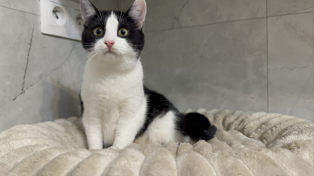 Kocieta z ulicy szukają domkow