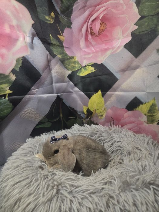 Karzełek Mini Lop  Metryka