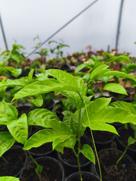Venda de plantas de maracujá roxo