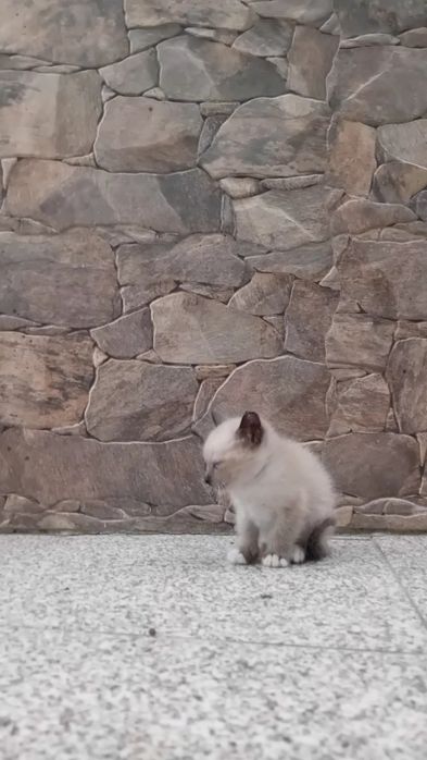 Gatinhos para adoção
